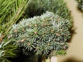 Abies koreana 'Kristallkugel' Pa